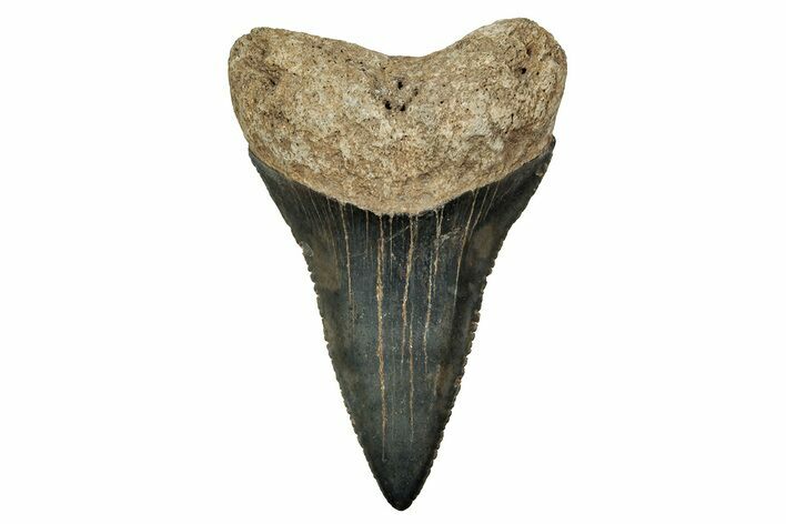 Fossil Great White Shark Tooth - North Carolina #243204